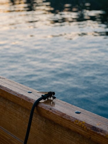 A close-up of a hand-tied fly resting on a wooden drift boat gunwale, soft golden-hour river reflections, 35mm