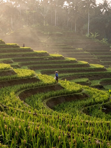 Wide environmental landscape of lush green rice terraces in Bali during misty morning sunrise, a single local farmer walking along the ridge, 35mm lens