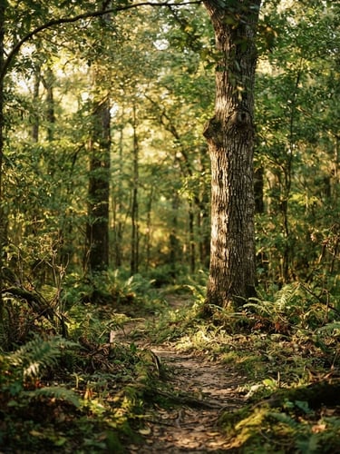 Wide panoramic shot of natural sunlight filtering through a deep green Texas forest canopy, soft warm editorial photography, shallow depth of field.