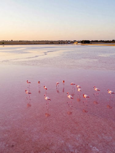 Cinematic wide-angle drone shot of pink salt flats in San Pedro del Pinatar at golden hour, a flock of flamingos wading in the shallow rose-colored water, soft warm light reflecting on the surface, editorial style.
