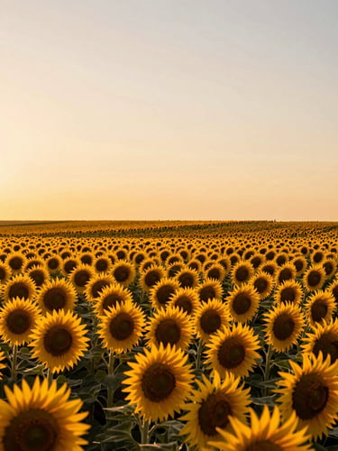 Wide panoramic golden-hour sunflower field, dense rows of sunflowers stretching to the right horizon, warm amber light raking across petals, expansive sky above, low horizon line, no people