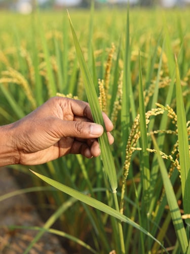 An agronomist in Andhra Pradesh examining healthy green rice crop leaves under bright morning sunlight, scientific detail, sharp focus