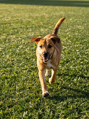 Low-angle 35mm shot of a happy dog running on lush, dry artificial grass under warm Southern California golden-hour sunlight, showing realistic turf density and clean blades, crisp focus