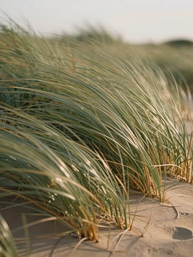 A close-up photograph of soft, wind-swept dune grass in the early morning light, gentle green and warm sand tones, shallow depth of field.