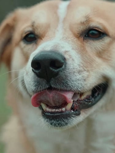 Macro shot of a dog happily licking its lips after eating, with a close-up on the mouth area, soft northern daylight, natural pet interaction.