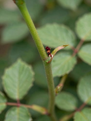 Crisp macro detail of a clean grafting cut on a rose stem, bright natural Florida daylight, rich greens, 35mm lens