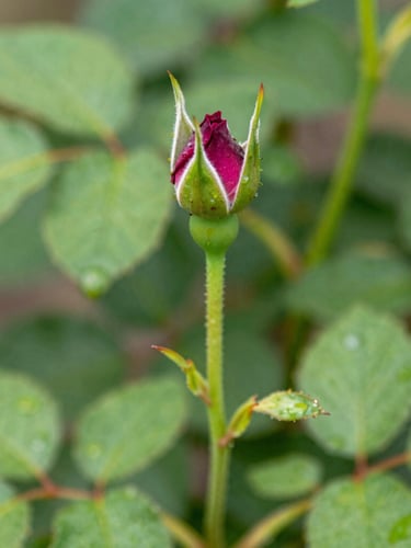 Macro shot of a clean grafted rose bud union on a vigorous green stem, bright diffused Florida daylight, rich green leaves with morning dew, crisp botanical detail, 35mm lens
