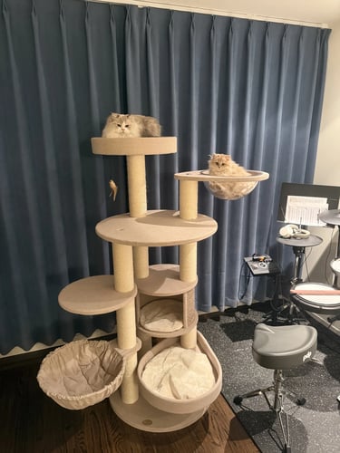Pet-friendly outdoor living space with comfortable furniture, cozy atmosphere and stylish Scandinavian-inspired design.