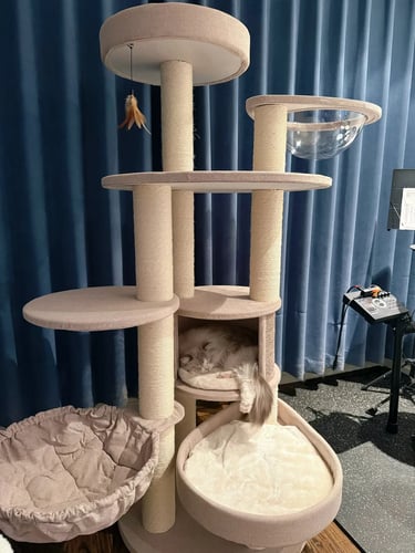 Pet-friendly outdoor living space with comfortable furniture, cozy atmosphere and stylish Scandinavian-inspired design.