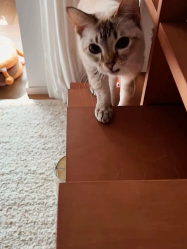 Cat climbing on a wooden cabinet-style shelf, showing a simple home-friendly cat furniture idea for