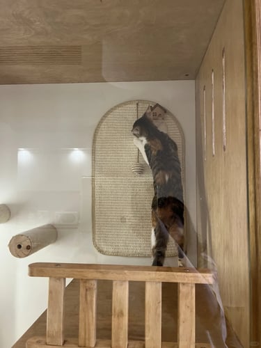 Pet-friendly outdoor living space with comfortable furniture, cozy atmosphere and stylish Scandinavian-inspired design.