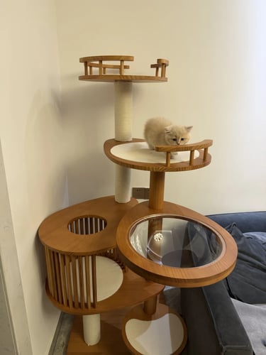 Pet-friendly outdoor living space with comfortable furniture, cozy atmosphere and stylish Scandinavi