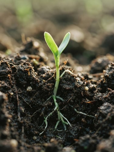 Extreme close-up of rich dark organic soil with young green roots sprouting, soft morning light, shallow depth of field, 35mm