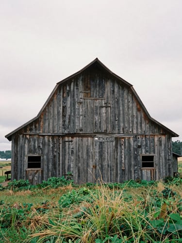 A weathered vertical timber tobacco barn standing in an overgrown field under a soft overcast sky, documentary film photography, 35mm lens