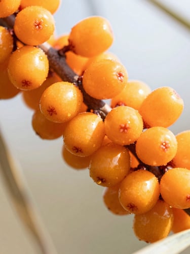 Macro close-up of vibrant orange sea buckthorn berries on a branch, bright high-key natural sunlight, sharp focus, 35mm lens