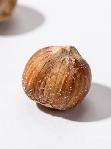 Extreme macro close-up of a single cracked hazelnut on a stark white background, hard direct natural sunlight, sharp honest shadows.