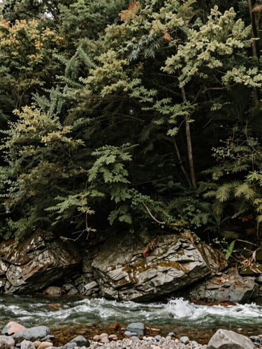 Soft natural light over the Ramapough Mountains, dense forest canopy kissing the edge of a rocky riverbed, archival tone.