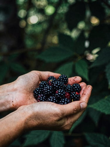 Hands with soil harvesting dark dew-covered blackberries under a dense forest canopy, dappled sunlight, moody editorial photography, 35mm
