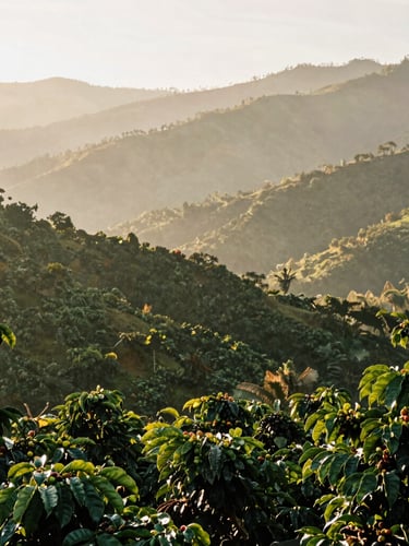 Sun-dappled high-altitude Nicaraguan coffee farm in Matagalpa, misty green mountains, soft morning golden hour light, 35mm