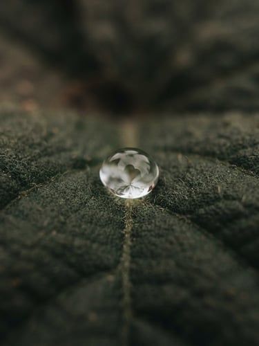 Extreme macro detail of a single clear oil droplet suspended on a dark green botanical leaf, soft overcast daylight, architectural composition, 35mm film grain.