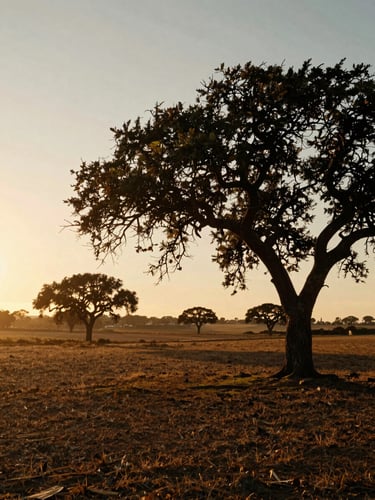 Atmospheric Portuguese landscape at golden hour, low horizon, distant cork oaks, warm hazy light, 35mm film grain