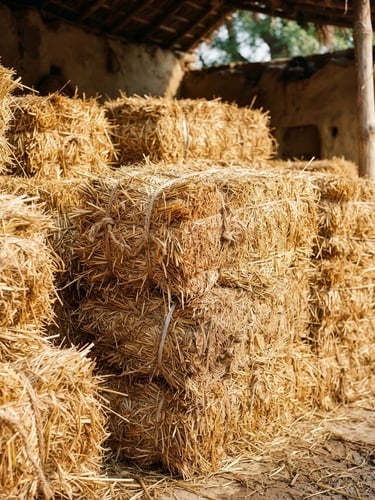 Close-up of dense, golden-brown urea-treated straw blocks stacked in an authentic rural Indian farm setting, bright natural sunlight, 35mm