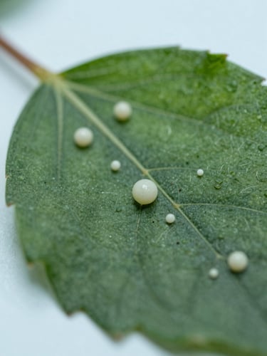Extreme macro scientific photography of botanical trichomes and resin glands on a deep green leaf, cool clinical laboratory light, sharp depth of field