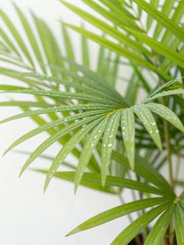 Bright morning botanical photography, close-up of lush green native Florida palm leaves with dew drops, soft natural daylight, shallow depth of field