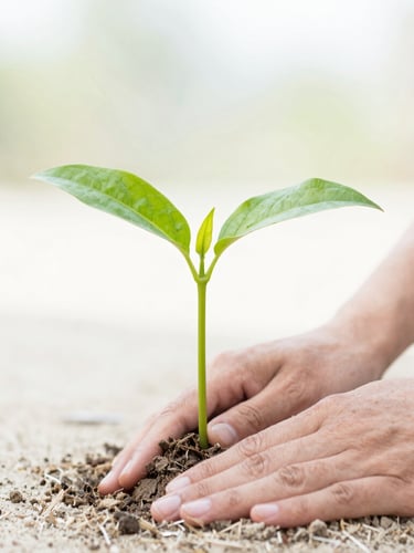 Close-up of hands planting a young green sapling into sandy soil under soft morning daylight, shallow depth of field, vibrant botanical details