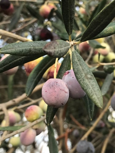Huile d'olive direct producteur - Villa Port Olivier - Villa à louer en Grèce - île de Lesbos