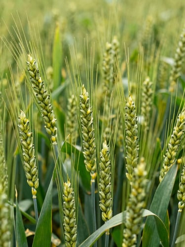 Close-up shot of healthy green wheat stalks in an organized Indian field, bright natural overcast daylight, rich green tones, 35mm lens.