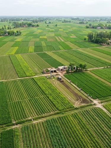 Overhead wide-angle view of structured green agricultural fields in Punjab, bright natural overcast daylight, sharp crop rows, 35mm lens
