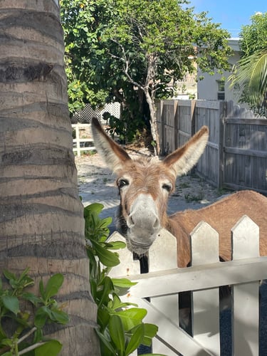 Donkeys of Grand Turk