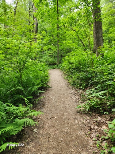 a path leading to a forest with ferns