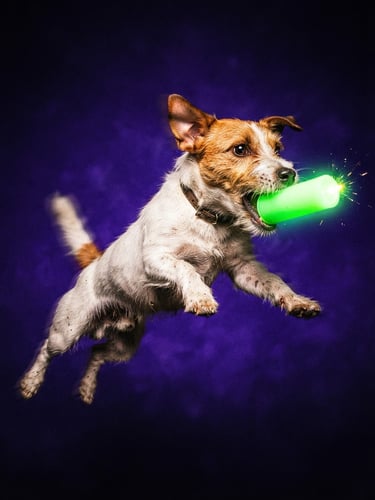High-contrast flash photography of a hyperactive Jack Russell Terrier in mid-air, chasing a glowing neon green candle, vibrant Solana purple background, 35mm wide-angle lens