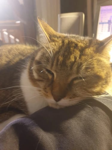 Fripouille, le chat de Béatrice Mas