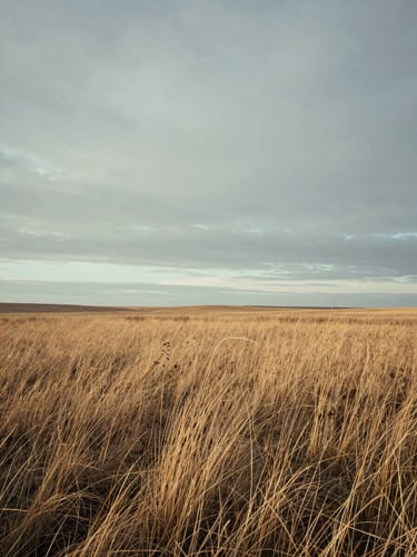 Sparsely composed prairie landscape under an overcast sky, dry grass in the foreground, low horizon, quiet morning light.