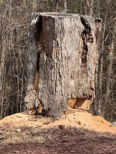 Stump removed for Johnnie Tayloe