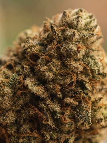 Extreme macro shot of slow-cured cannabis flower, rich olive and sand tones, soft natural daylight, shallow depth of field, 35mm