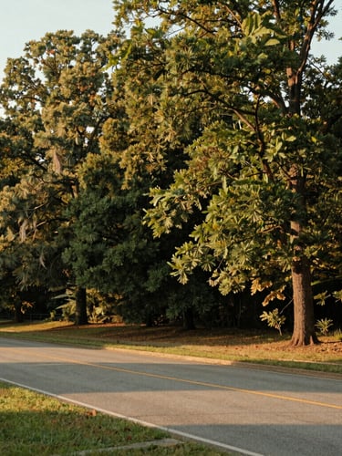 Wide environmental shot of mature trees and a quiet paved road in Concord, New Hampshire, soft morning daylight, warm documentary style
