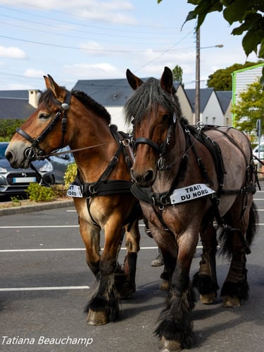 Route des chevaux de trait en Suisse normande