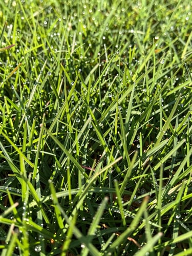 Close-up of dense, vibrant green grass texture with morning dew drops, low-angle shot, sharp details, shallow depth of field