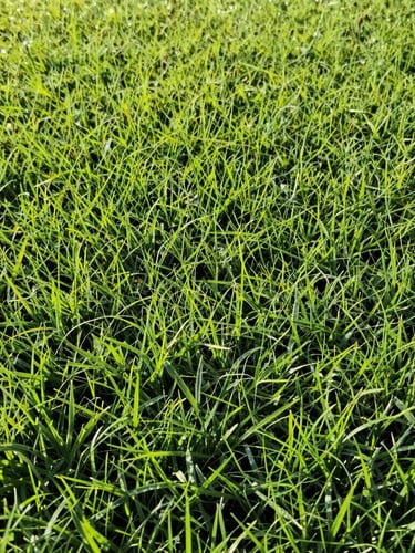 Low-angle shot of vibrant green grass turf fields in Capela do Alto, bright morning sunlight reflecting on dew drops, sharp details of dense Esmeralda grass, 35mm