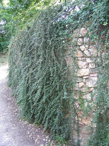 Mur habillé par un Cotoneaster
