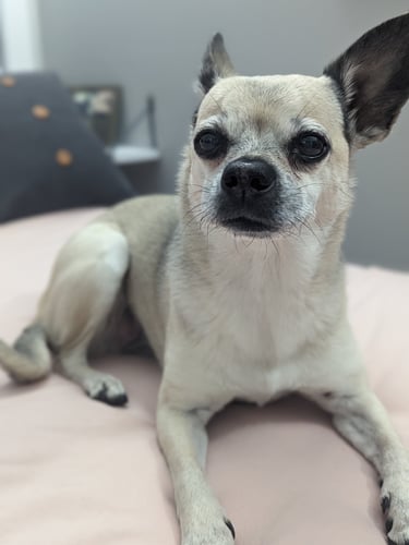 happy chihuahua poses for a picture on a bed
