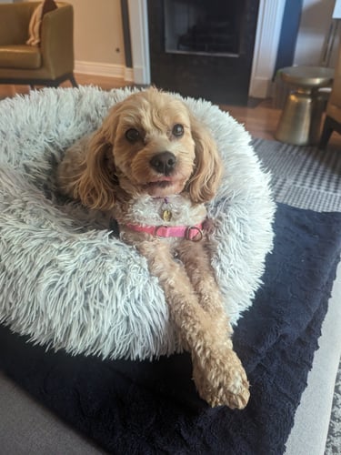 happy cockapoo smile for the camera after their walk