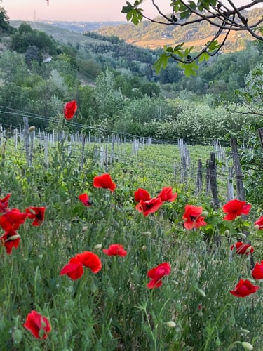 Uitzicht wijnboerderij