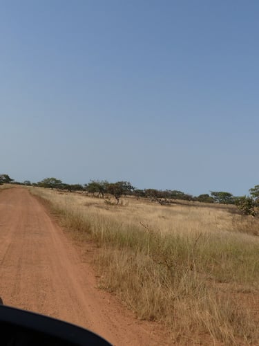 a giraffe is standing on a dirt road