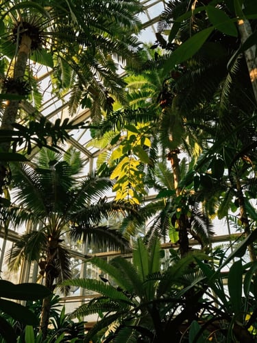 Wide panoramic view of a sun-dappled greenhouse canopy in the Emerald Triangle, golden hour light filtering through lush green leaves, soft natural shadows.