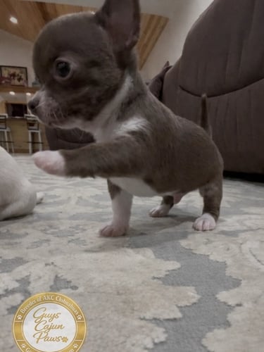 A brown and white shorthair Chihuahua puppy standing on a patterned rug indoors.